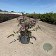 Buddleja d. 'Border Beauty' 30-40 cm 6,5L