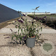 Buddleja d. 'Black Knight' 30-40 cm 6,5L
