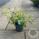 Buddleja davidii 'Magda's Gold Knight' 30-40 cm 3,5L