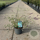 Buddleja d. 'Nanho Blue' 30-40 cm 3,5L
