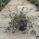 Buddleja d. 'Nanho Blue' 30-40 cm 6,5L