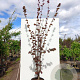 Corylus avellana 'Rode Zellernoot' 80 cm stam met kluit