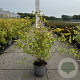 Cornus sang. 'Midwinter Fire' 60-80 cm cont. 65L