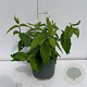 Deutzia Raspberry Sundae 40-50 cm 35L