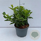Forsythia 'Goldrausch' 40-50 cm 35L