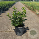Forsythia 'Goldrausch' 50-60 cm 6,5L