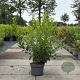 Forsythia int. 'Spectabilis' 80-100 cm 10L