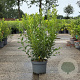 Forsythia int. Week-End 80-100 cm 10L