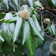 Hedera colchica 60-80 cm 2,0L