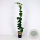 Hedera colchica 80-100 cm 2,5L