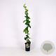 Hedera colchica 'Sulphur Heart' 80-100 cm 2,5L
