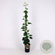 Hedera hel. 'Green Ripple' 80-100 cm 2,5L