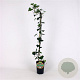Hedera hel. 'Woerner' 80-100 cm 2,5L