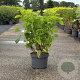 Hydrangea a. 'Annabelle' 60-80 cm 10L