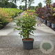 Hydrangea a. 'Pink Percussion' 60-80 cm 10L