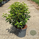 Prunus l. 'Angustifolia' 40-50 cm 5,0L