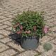 Spiraea jap. 'Country Red' 20-30 cm 3,5L