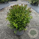 Spiraea jap. 'Rick Star' 50-60 cm 10L