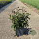 Viburnum bodn. 'Dawn' 50-60 cm 6,5L