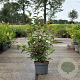 Viburnum bodn. 'Dawn' 80-100 cm 10L