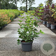 Viburnum opulus 80-100 cm 10L