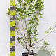 Viburnum opulus 'Roseum' 100-125 cm 12L