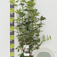 Viburnum opulus 'Roseum' 100-125 cm 12L