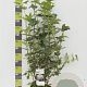 Viburnum opulus 'Roseum' 100-125 cm 12L