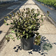 Weigela florida 'Foliis Purpureis' 40-50 cm 6,5L