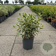 Weigela 'Nana Variegata' 40-50 cm 6,5L