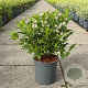 Weigela 'Red Prince' 40-50 cm 6,5L
