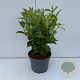 Weigela 'Red Prince' 50-60 cm 35L