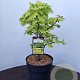 Acer shirasawanum 'Aureum' 50-60 cm 7,5L
