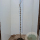 Albizia julibr. Ombrella 125-150 cm 10L