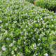 Amsonia 'Midway to Montana' GM P9