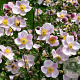 Anemone hyb. 'Ouvertüre' GM P9