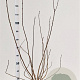 Aronia melanocarpa 100-125 cm 5,0L