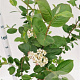Aronia melanocarpa 100-125 cm 5,0L