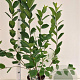 Aronia melanocarpa 100-125 cm 5,0L