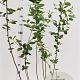 Aronia melanocarpa 100-125 cm 5,0L