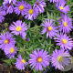 Aster (D) 'Augenweide' GM P9
