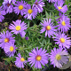 Aster (D) 'Augenweide' GM P9