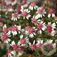 Aster l. 'Horizontalis' GM P9