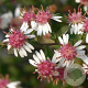Aster l. 'Horizontalis' GM P9