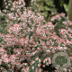 Aster l. 'Horizontalis' GM P9