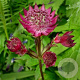 Astrantia maj. 'Ruby Wedding' GM P9