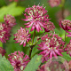 Astrantia maj. 'Ruby Wedding' GM P9