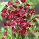 Astrantia maj. 'Ruby Wedding' GM P9