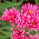 Aster n.-a. 'And. an Alma Pötschke' GM P9