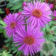 Aster n.-a. 'Vibrant Dome' GM P9